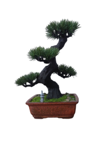 Bonsai artificiali handmade!